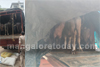 Mangaluru: Illegal cattle transportation intercepted; two detained