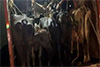 Puttur: Two arrested for illegal cattle transportation