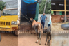 Vitla: Illegal cattle transport racket busted, 30 cattle rescued; bid to run over police during chase