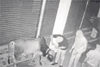 Moodbidri: CCTV captures cattle theft in Kallamundkur