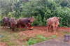 Sullia: Two arrested for illegal cattle transport near Nettaru