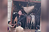 Kadaba illegal cattle transport: One arrested, another escapes