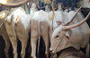 A herd of cattle (16) rescued , two held