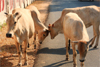 Prevent illegal transport of cattle ahead of Bakrid, Bajrang Dal urges police