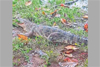 Crocodile spotted on banks of Kumaradhara river