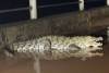 Beltangady: Crocodile spotted in Netravati river near temple; authorities urge caution