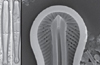 New Diatom Species Discovered in Udupi Estuarine Waters