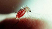 Dengue deaths in Dakshina Kannada, highest in ten years.