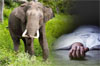 Madikeri: Labourer trampled to death by wild elephant