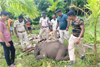 Sullia: Baby elephant found dead in Aranthodu plantation, tusk attack suspected