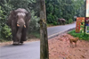 Beltangady: Wild elephant spotted near Dharmasthala, causing panic among locals