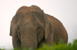 Kasaragod: Man severely injured in wild elephant attack