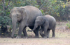 Number of elephants in Karnataka goes up by 364 from last census, touching 6,395