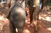 Elephant calf separated from mother dies at Dubare camp