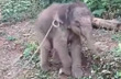 Sullia: Baby elephant separated from herd; in custody of Forest Department