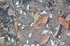 Mangaluru: Dead, dying fish found in Phalguni River; pollution suspected