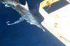 Fishing boat damaged after being  hit by huge fish
