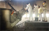 Udupi: Excise dept destroys 2.794 kg of seized ganja
