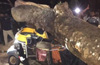 Kaup: Two killed after tree falls on moving auto-rickshaw
