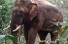 Wild elephant that killed two persons in Kadaba, dies in Kodagu