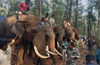 Massive operation begins to trap wild elephant that killed 2 persons in Kadaba