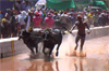 Karnataka State Kambala Association gets official recognition as state sports body