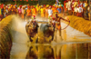 Mysuru to host first-ever Kambala during Dasara; proposal sparks mixed reactions