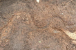 Kasaragod: Snake carving on stone from megalithic period found