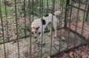 Konaje: Dog trapped in cage placed to trap leopard