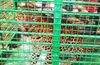 Kundapur: Leopard trapped in cage; villagers relieved