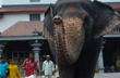 Dharmasthala temple elephant- Latha no more