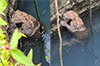 Udupi: Leopard cub rescued from well in Manipura village