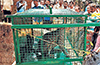 Kundapur: Leopard rescued after falling into well at Jansale