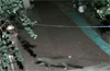 Mangaluru: Leopard spotted in Maroli, Shaktinagar; residents panic