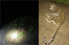 Udupi: Leopard dies after collision with bike; rider seriously injured