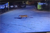 Mangaluru: Leopard spotted in Kadri; CCTV footage triggers concern