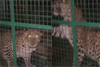 Mangaluru: Leopard trapped after sightings near Nekkar