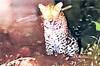 Leopard spotted near Karkala; calf attacked in daylight at Hebri