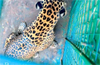 Karkala: Leopard trapped in cage, later released in forest