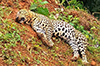 Sullia: Leopard found dead under suspicious circumstances in Kallapalli