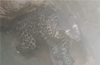 Leopard trapped in Kundapur