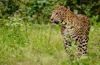 Panic as resident spots leopard near Kumpala