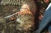 Karkala: Speeding vehicle fatally runs over leopard