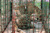 Leopard that caused panic trapped in Hirgana