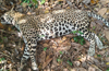 Kinnigoli: Leopard dies after falling into a trap