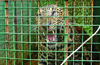 Leopard rescued from well in Moodbidri