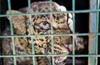 Leopard rescued from well in Kundapur