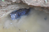 Leopard rescued from well in Kundapura