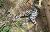 Sullia: Leopard cub gets caught in bait; dies
