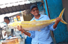 Malpe fishermen catch gold coloured King Fish